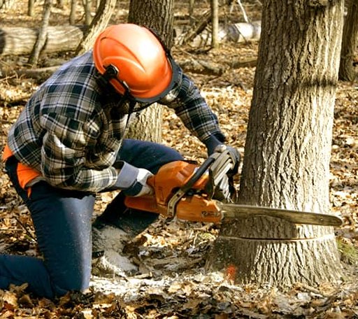 Tree Removal in Meridian, MS